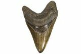 Serrated, Fossil Megalodon Tooth - Georgia #107271-1